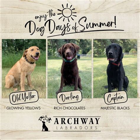 Yellow, Chocolate & Black – the amazing Labrador Retriever! – Archway Labradors (Retriever)