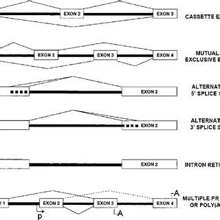 Major types of alternative splicing (AS). The cassette exon is either ... 