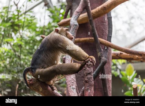 Gorilla sitting on branch hi-res stock photography and images - Alamy