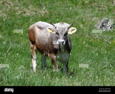 Eine Gr Ne Wiese In Der Wildnis Voller Wachstum Und Blumen Auf Der