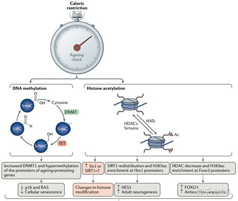【文献翻译】衰老的表观基因组及其复兴 知乎