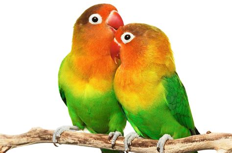 LOVE BIRDS HD WALLPAPERS - Wallpaper Cave