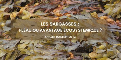 Les Sargasses Fl Au Ou Avantage Cosyst Mique Blog De L Isige