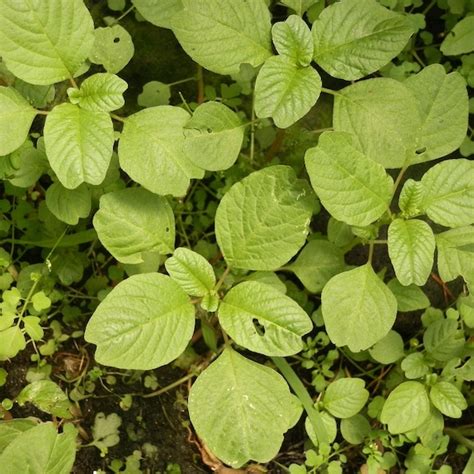 Pigweed Seeds Amaranthus retroflexus 40Seeds in Frozen | Etsy