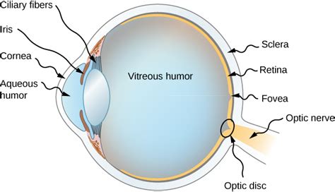 1016 The Eye Physics Libretexts