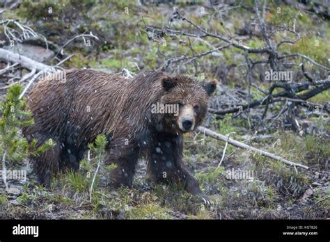 Grizzly bear in Yellowstone National Park Stock Photo - Alamy