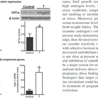 Testosterone T Exposure Increases Hypoxia Responsive Gene Expression