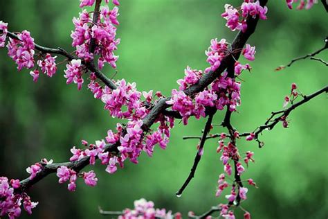 30+ Free Redbud Tree & Redbud Images - Pixabay