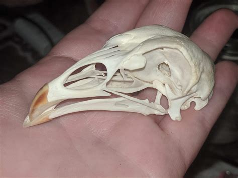 Chicken Skull Vulture Culture Amino Amino