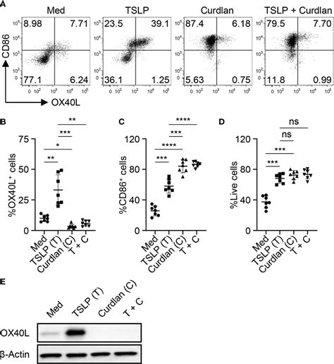 Frontiers Dectin 1 Controls TSLP Induced Th2 Response By Regulating