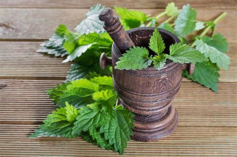 Herbal Remedies May Be Risky For Cancer Patients