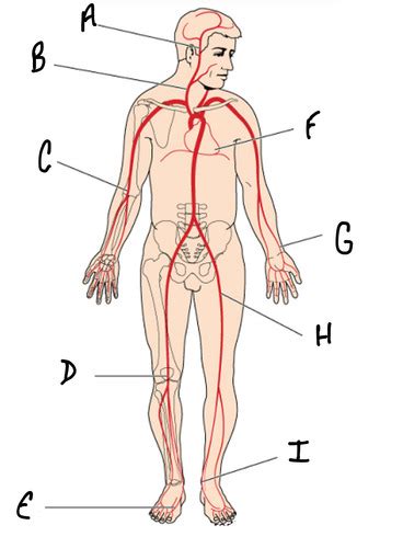 Lab Pulse Points Flashcards Quizlet