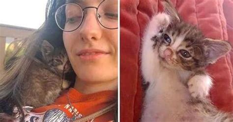 Lo Hanno Trovato In Mezzo Al Prato Piccolo E Indifeso Il Gattino Ha