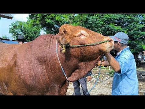 Limousin 18 Juta Nego Sapi Potong Harga Murah Sepi Pembeli Pasar