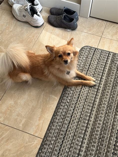 Pomeranian/chihuahua mix for sale! | Dogs & Puppies for Rehoming | Red ...