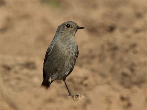 Redstart Phoenicurus Ochruros Female Rabirruivo Preto Flickr