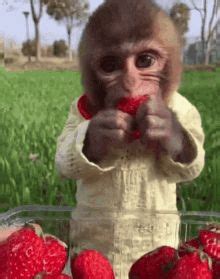 Cute Monkey Eating Strawberries