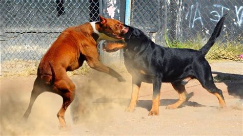 Chien Rottweiler Vs Pitbull Sauvage D Couvrez Qui Est Le Plus Fort