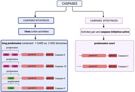 Les Caspases RN Bio