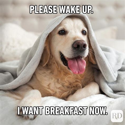 57 Hilarious Dog Memes Youll Laugh At Every Time