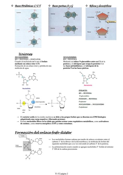 Solution Acidos Nucleicos Studypool