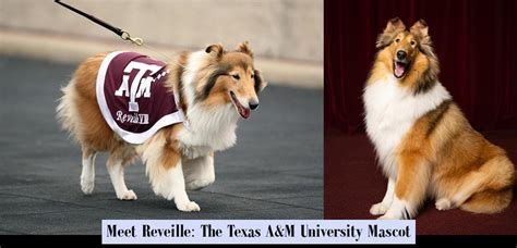 Meet Reveille: The Texas A&M University Mascot - JobLoving | Ultimate Career Motivation & Global ...