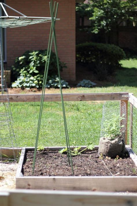 Easy Diy Bean Teepees Verticle Garden Green Bean Trellis Bean Trellis