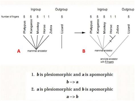 Cladistics - Systematics | PPT