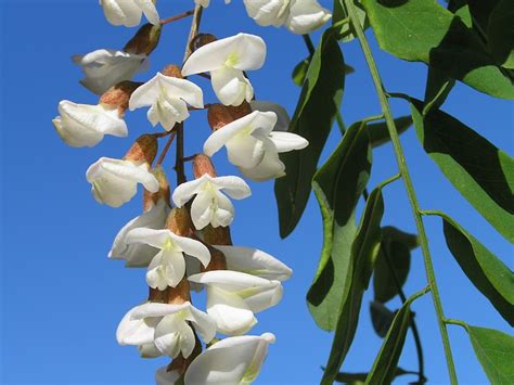 Black Locust Tree Flowers