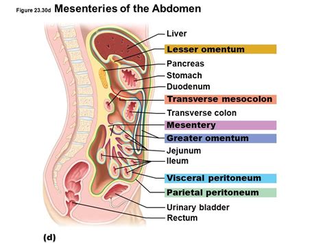 Transverse Mesocolon Pancreas