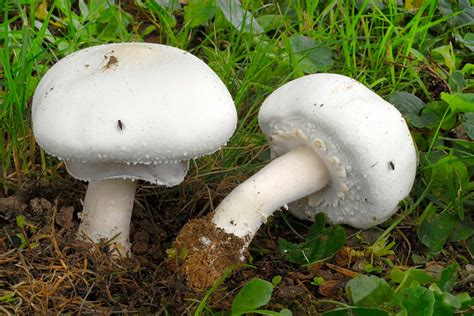 Agaricus Arvensis Agaric Des Jachères Brie Société Mycologique De France