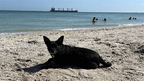 Amazing Beaches in St. Petersburg - Fleurty Girl Travels