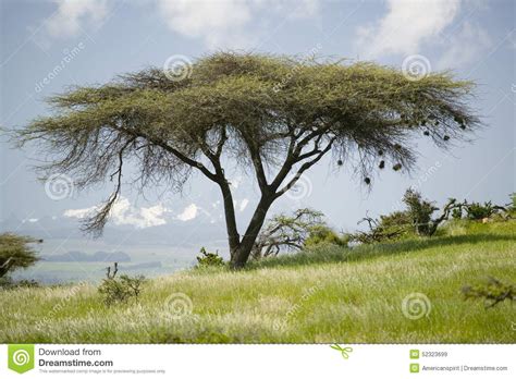 Albero Dell Acacia Ed Erba Verde Di Tutela Di Lewa Con Il MNT Il Kenya