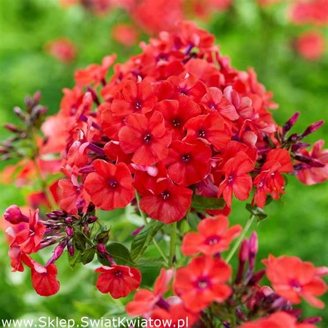 Floks Phlox Płomyk wiechowaty Orange Perfection 1 szt Sklep