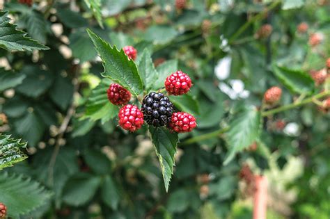 Navaho Thornless Blackberry Sammys Plant World