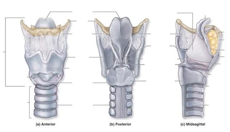 Diagram of Cartilage of the Larynx | Quizlet