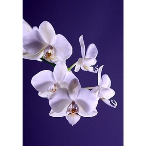 Blooms Phalaenopsis Orchid Cutter Set Ellen S Creative Cakes