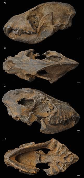 The skull of Crocuta crocuta ultima, a paleosubspecies of the Spotted ...