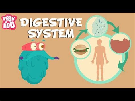 Digestive System Animation For Kids | Kids Matttroy