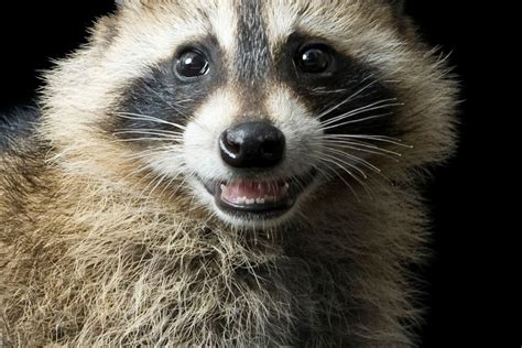Angry Raccoon Face