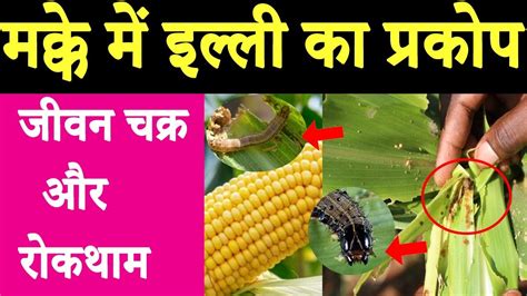 मक्के में इल्ली का प्रकोपजीवनचक्र और रोकथाम Fall Army Wormmaize Insect Management Control