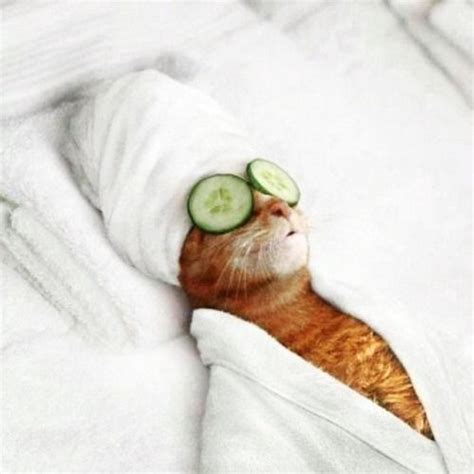 This Cat Knows How To Pamper Funny Animal Pictures Cute Funny Animals