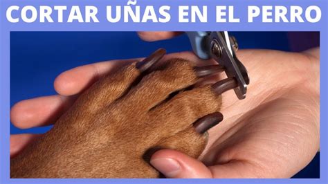 Consecuencias Y Cuidados Qué Pasa Si Mi Perro Tiene Las Uñas Largas