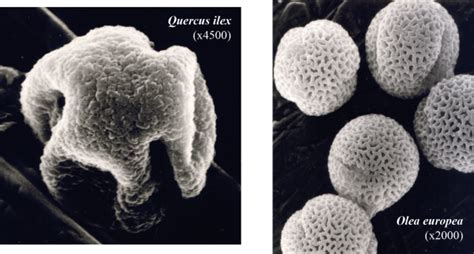 Pollen V G Tation Environnement Changement Naturel Et Impact De L