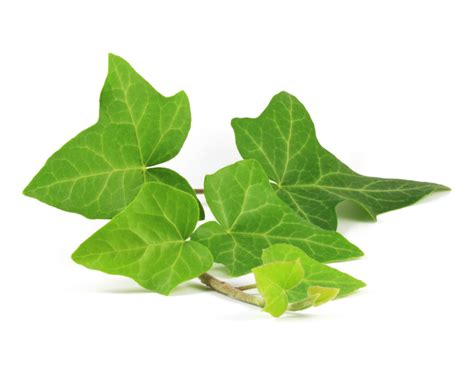 Ivy Leaf Extract - Learn More About Ivy Leaf Extract, Bionorm