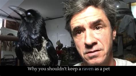 Why you shouldn't keep a raven as a pet - Alltop Viral