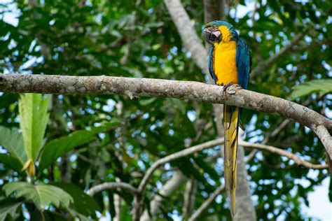 Wildlife of the Amazon Rainforest: A Marvel of Biodiversity