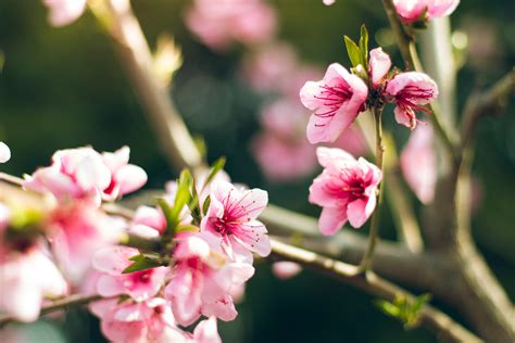 Free Images Nature Branch Blossom Fruit Flower Petal Food