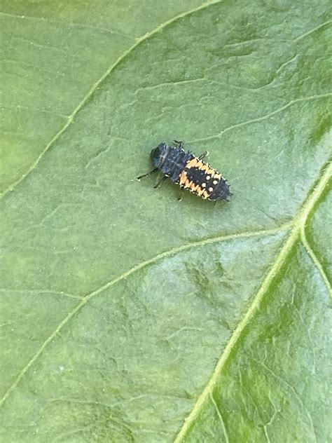 Is this a ladybug nymph? : r/bugidentification