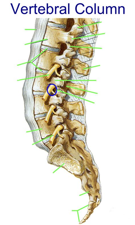 Lateral Vertebral Column Diagram Quizlet